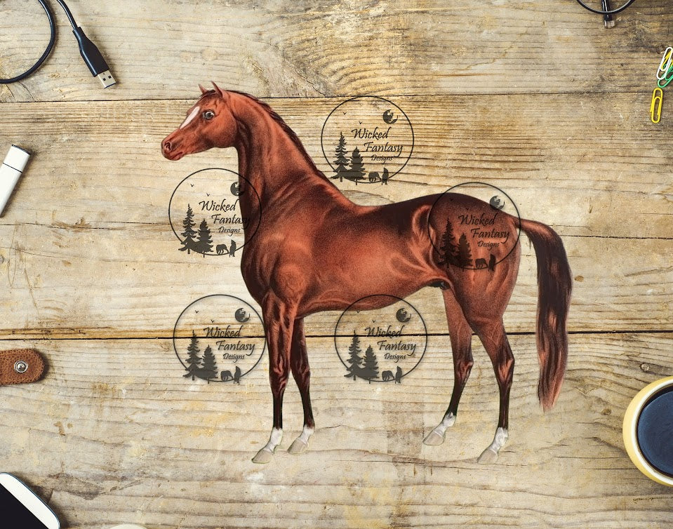 UVDTF Vintage Style Illustrated Horse