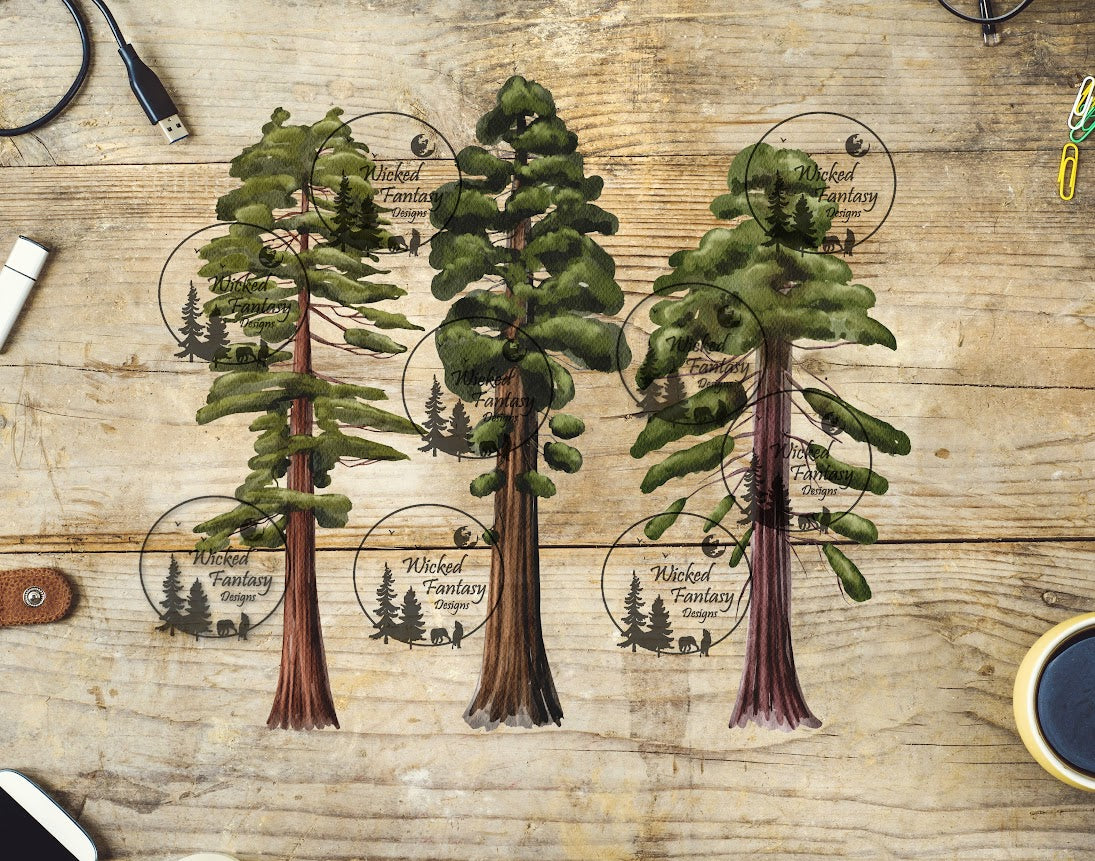 UVDTF Redwood Trees