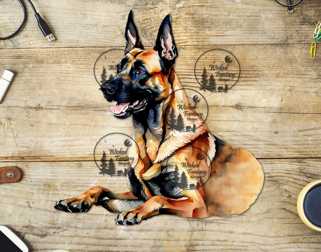 UVDTF Belgian Malinois